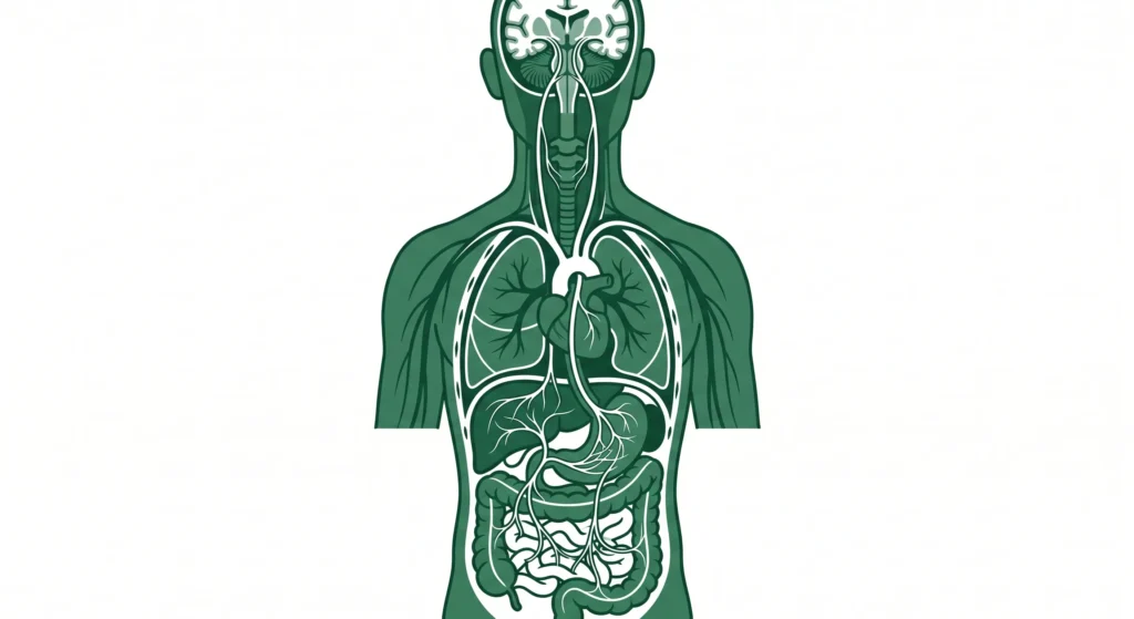 post orgasmic illness syndrome (POIS) Medical illustration showing the vagus 
nerve pathway connecting the brain to 
the lungs heart and digestive system 
in green and white